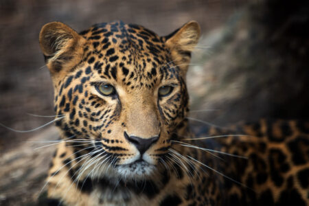 gepard - najszybsze zwierzęta na świecie